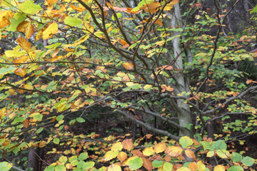 autumn leaves background