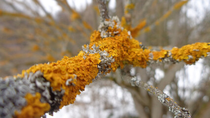 birch tree