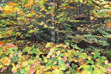 leaves on the ground