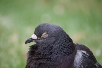 Feral pigeon getting some sleep