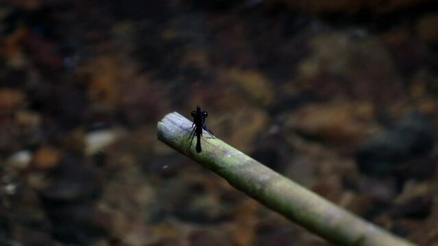 Seen from its back resting on a bamboo at the stream then flies away to return, Euphaea masoni male Damselfly, Kaeng Krachan National Park, Thailand.