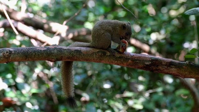 Seen standing on big branch eating a fruit facing to the right, Grey-bellied Squirrel Callosciurus caniceps, Kaeng Krachan National Park, Thailand.