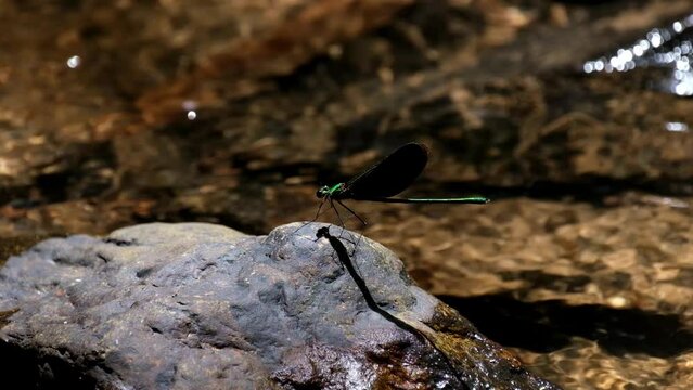 Seen perched on a rock at a flowing stream, Euphaea masoni male Damselfly, Kaeng Krachan National Park, Thailand.