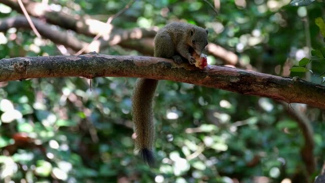 Tail hanging down while facing to the right eating a fruit deep in the forest, Grey-bellied Squirrel Callosciurus caniceps, Kaeng Krachan National Park, Thailand.