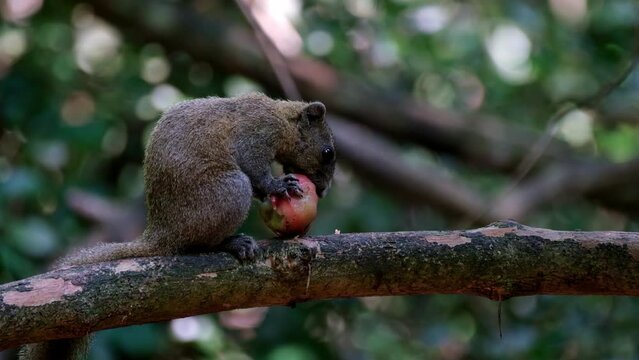 A closer shot of this Squirrel eating a fruit while facing to the right, Grey-bellied Squirrel Callosciurus caniceps, Kaeng Krachan National Park, Thailand.