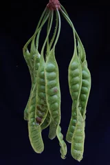 Foto op Canvas A collection of fresh green twisted cluster beans or stink beans. This edible plant has the scientific name Parkia speciosa. © I Wayan Sumatika