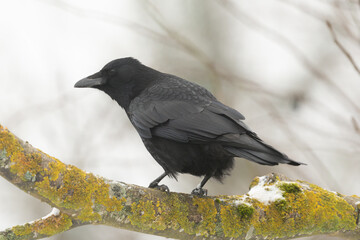 Rabenkrähe