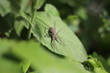 Spider on a leaf against the background of greenery in the garden in April