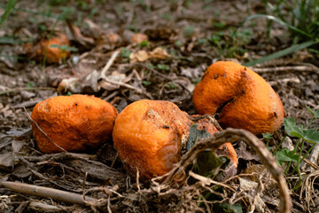 fruit tangerines and clementine rotting on the ground (with ants walking above) [rotted fruit] /...
