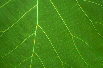 green leaf fiber pattern background