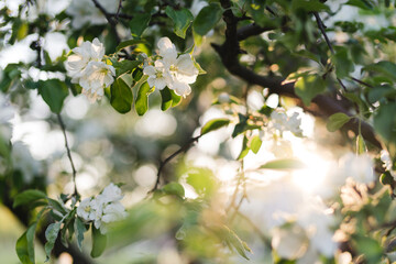 Closeup of a fruit tree with white blossom in spring. Beautiful nature background with copy space. Freshness, art, inspiration, beauty concept.