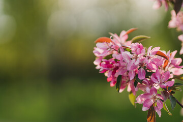 Closeup of a fruit tree pink blossom in spring. Beautiful nature background with copy space. Freshness, art, inspiration, beauty concept.