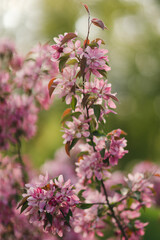 Closeup of a fruit tree pink blossom in spring. Beautiful nature background with copy space. Freshness, art, inspiration, beauty concept.