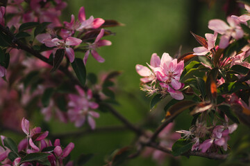 Closeup of a fruit tree pink blossom in spring. Beautiful nature background with copy space. Freshness, art, inspiration, beauty concept.