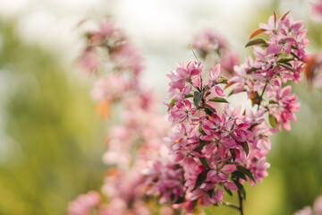 Closeup of a fruit tree pink blossom in spring. Beautiful nature background with copy space. Freshness, art, inspiration, beauty concept.