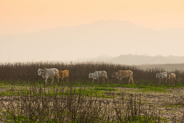 Sunset landscape countryside. Cow walking looking for food at dry lake area.