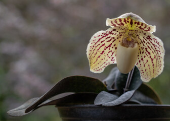 Closeup view of beautiful creamy white with purple red spots flower of lady slipper orchid species...