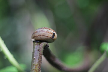 Insect on a snail against the background of greenery in the garden in April