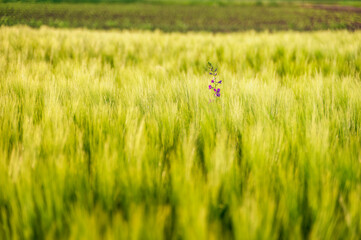Close up detail of green wheat in spring
