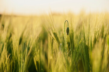 Close up detail of green wheat in spring