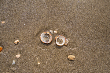 Fototapeta na wymiar Green leaf on the stone on a beach sand. High quality photo