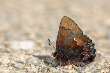 봄에 깨어난 쇠빛부전나비