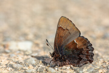 봄에 깨어난 쇠빛부전나비