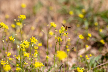 노란 나도냉이꽃과 귀여운 빌로오드재니등에