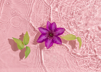 Decorative natural pattern with green leaves and purple-red clematis flower in full bloom floating in the water. Pastel pink background. Reflections of sun and shadows. Blooming concept. Flat lay. 