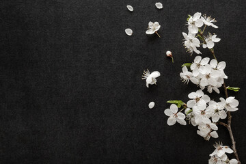 Fresh beautiful white cherry blossoms on black dark table background. Condolence card. Empty place...