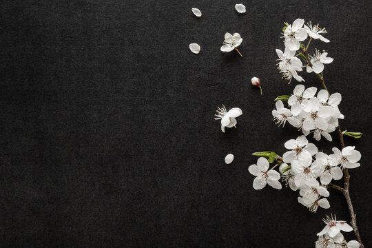 Fresh beautiful white cherry blossoms on black dark table background. Condolence card. Empty place for emotional, sentimental text, quote or sayings. Closeup. Top down view.