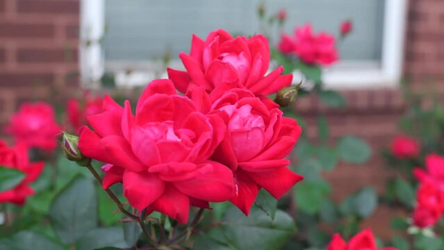 Two roses with pink petals in full bloom against a green bush on a college campus and a brick building with a faint silhouette in the background. Handheld close up.