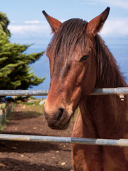 Portrait. Close-up of the head of a red horse with a blue background composed by the sea and the...