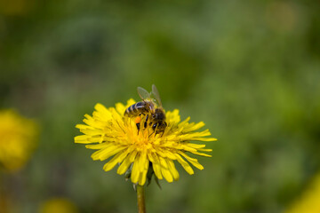 Dandelion flower with bee. Selective focus.