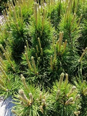 low-growing mountain pine with new vegetation branches and candles in the spring close up.Pinus mugo Mughus on mulched flowerbed.