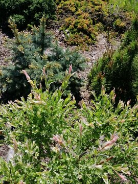 round green Pinus mugo mughus and super blue sidling picea on mulch beds with Salix Hakuro-Nishiki,fir trees, junipers and Abies koreana. Coniferous plant nursery