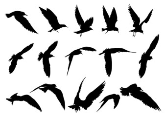set of silhouettes of Tern birds