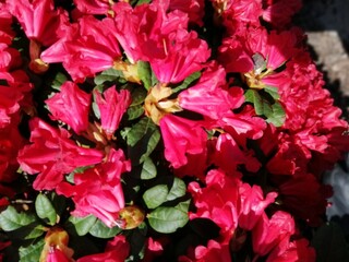 bright red blooming Rhododendron Scarlet Wonder with bell-shaped flowers close up. Flower desktop Wallpaper