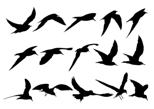 set of silhouettes of Tern birds