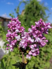 a rare variety of terry lilac.Syringa vulgaris Aigul. Lots of delicate pink and purple flowers in the garden against a bright blue sky background. Floral Desktop wallpaper