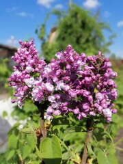 Fototapeta na wymiar a rare variety of terry lilac.Syringa vulgaris Aigul. Lots of delicate pink and purple flowers in the garden against a bright blue sky background. Floral Desktop wallpaper