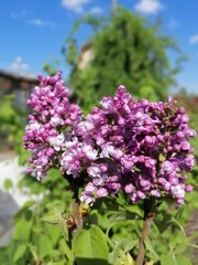 a rare variety of terry lilac.Syringa vulgaris Aigul. Lots of delicate pink and purple flowers in the garden against a bright blue sky background. Floral Desktop wallpaper