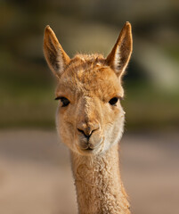 Close up View of a Vicuna (Lama vicugna)