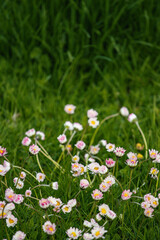Spring flowers daisies in the garden with green grass