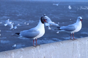 Seabird