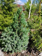fluffy blue Spruce blue Sanders in the nursery of coniferous plants