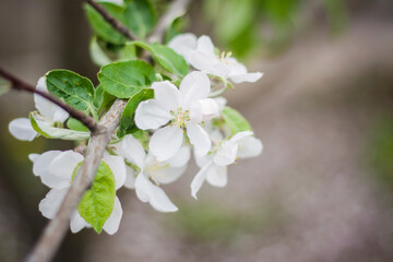 White flowers of a blooming apple tree in spring close-up macro in nature outdoors.