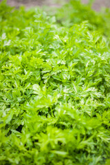 Parsley grows in the garden. It is grown outdoors in the garden. Green background of parsley leaves, close-up view