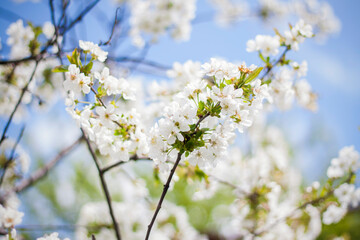 White cherry blossoms in spring against a blue sky background on a sunny day close-up macro in nature outdoors.