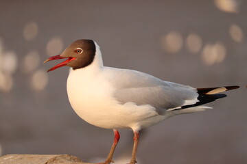 Seabird